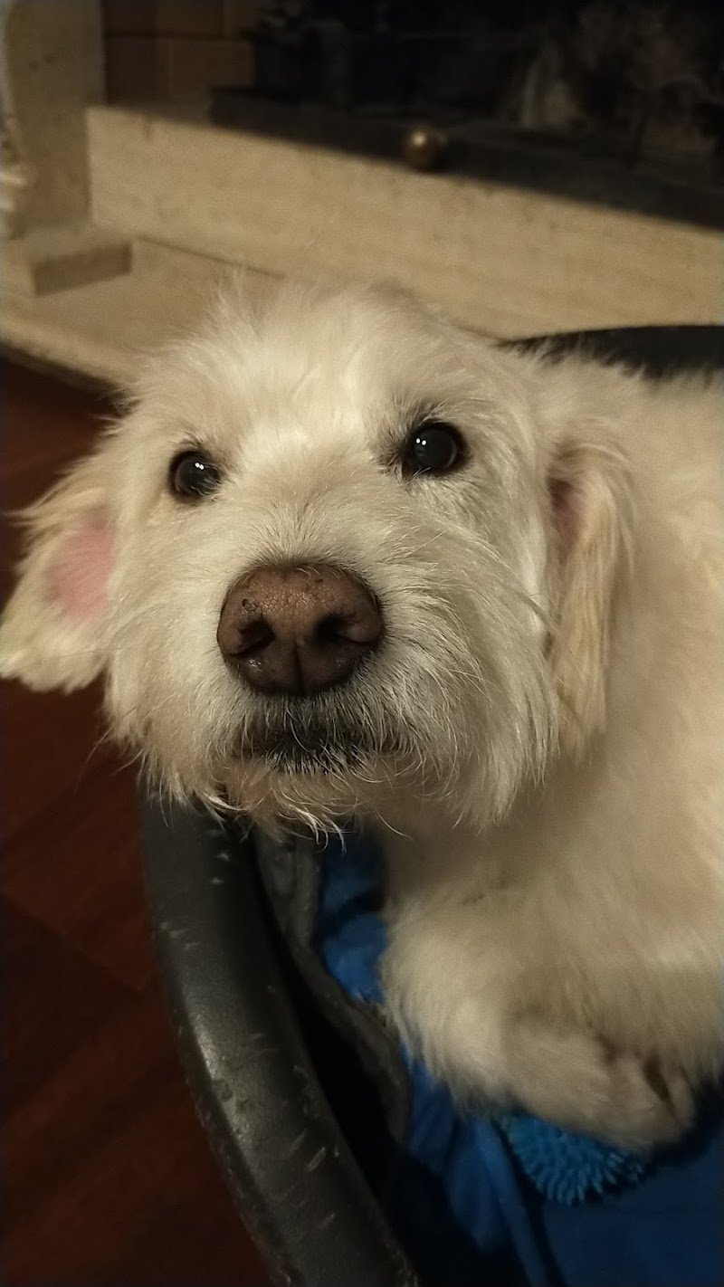 Ele e Giò Toelettatura - Lavaggio Cani - Foto 5