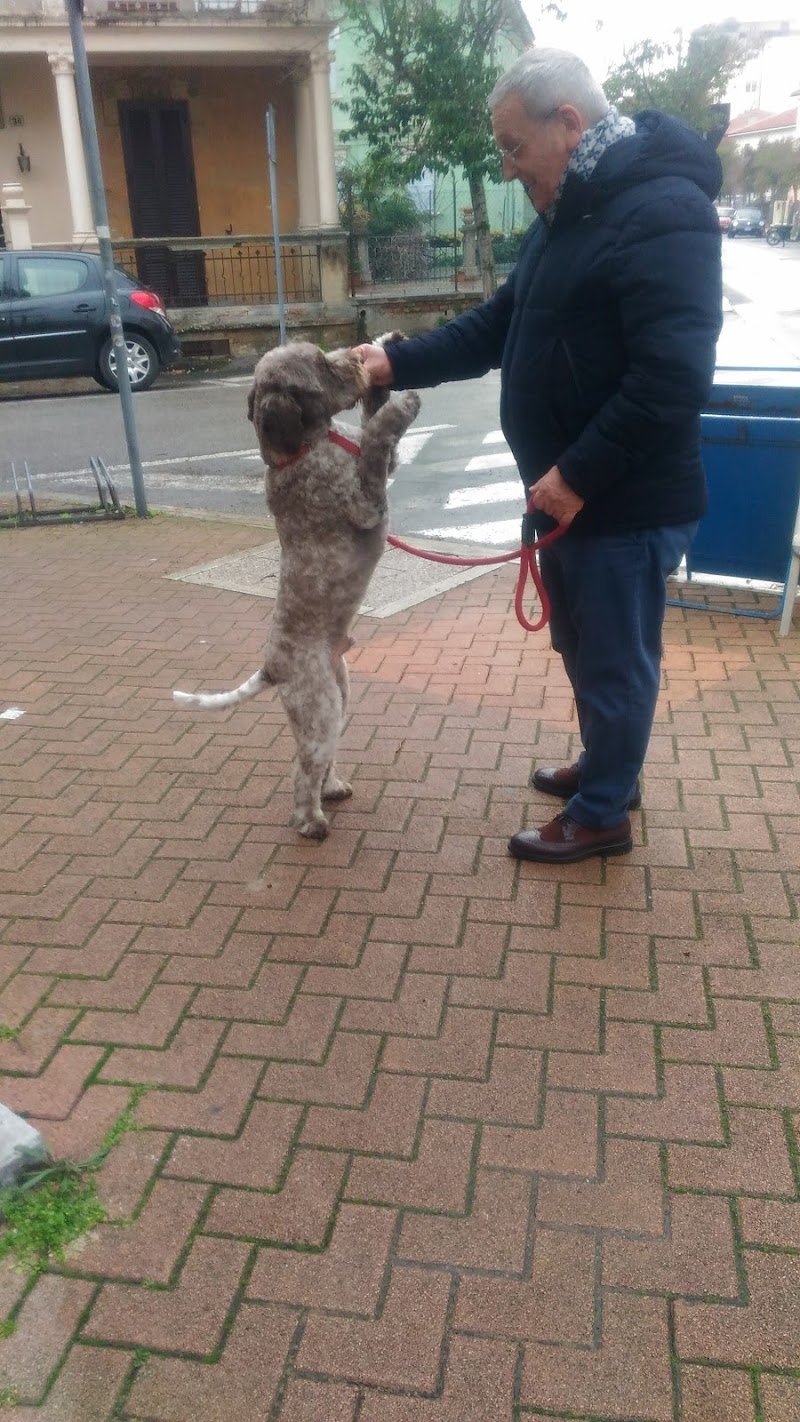 Elite Toelettatura Di Carella Vincenzo - Foto 1