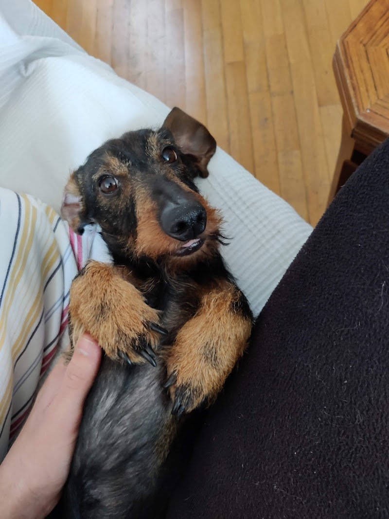 Elite Toelettatura Di Carella Vincenzo - Foto 2