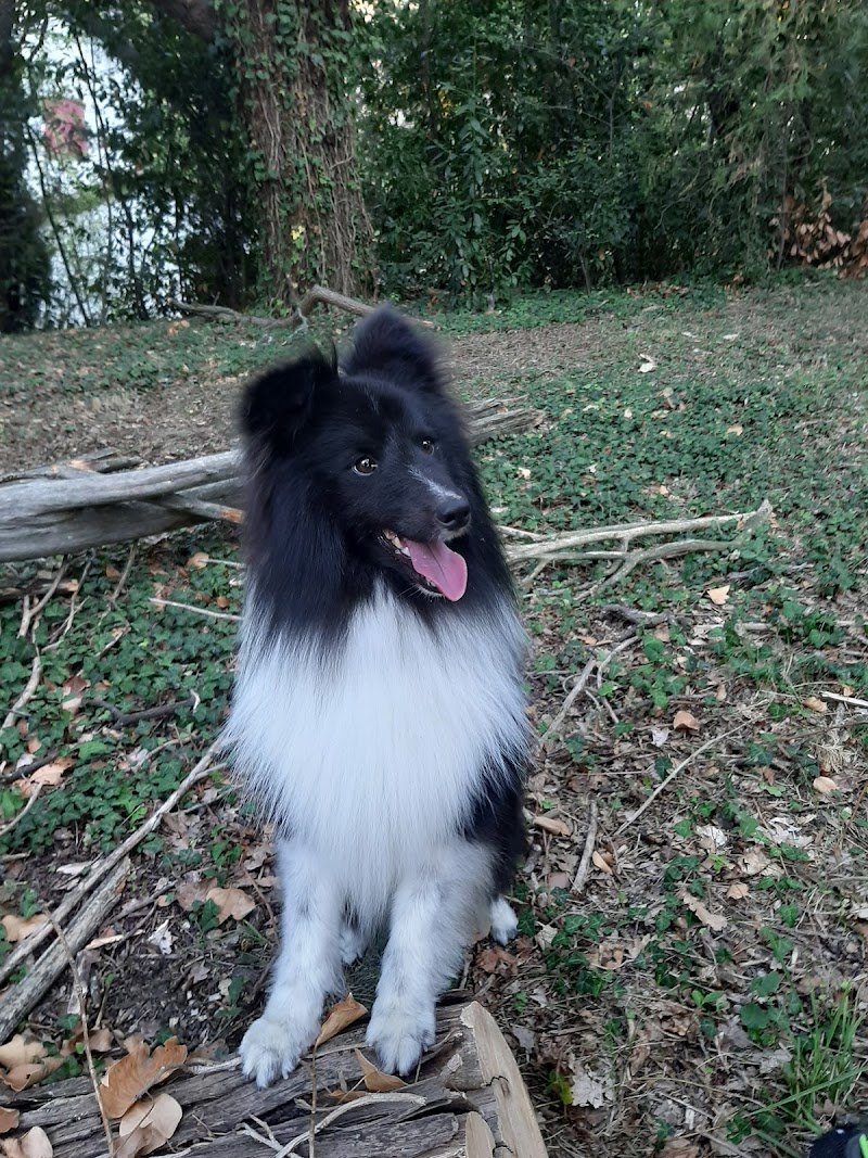 Elite Toelettatura Di Carella Vincenzo - Foto 3