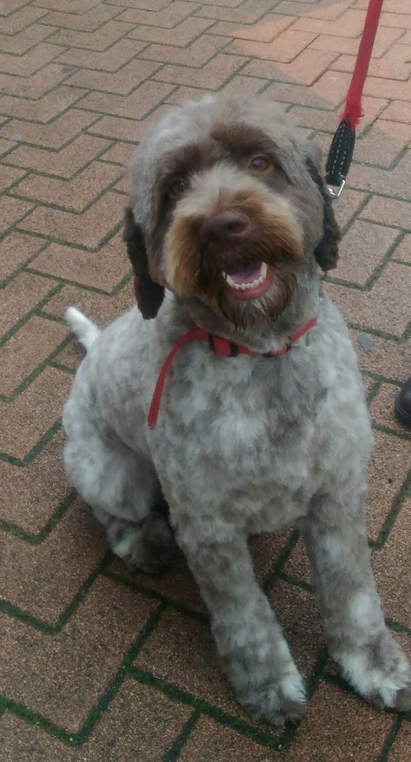 Elite Toelettatura Di Carella Vincenzo - Foto 4