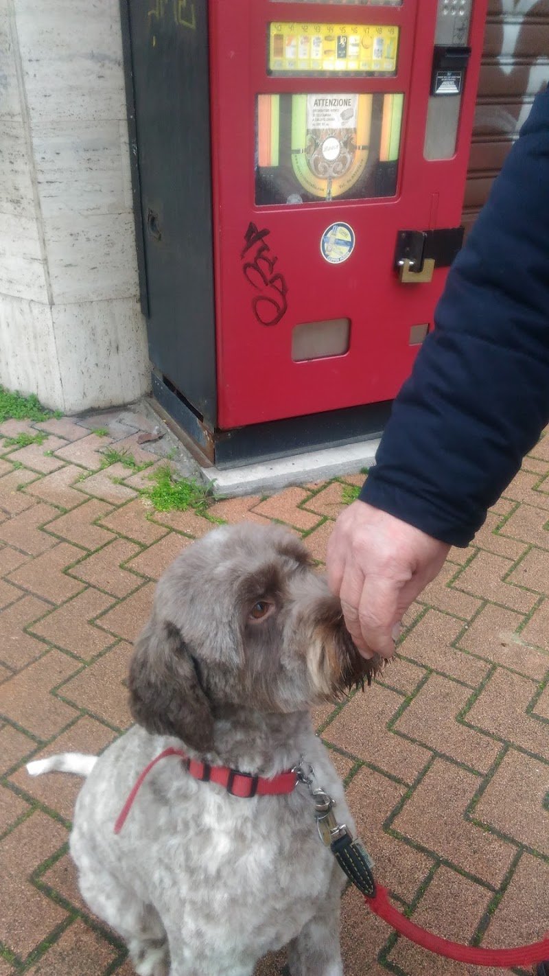 Elite Toelettatura Di Carella Vincenzo - Foto 5