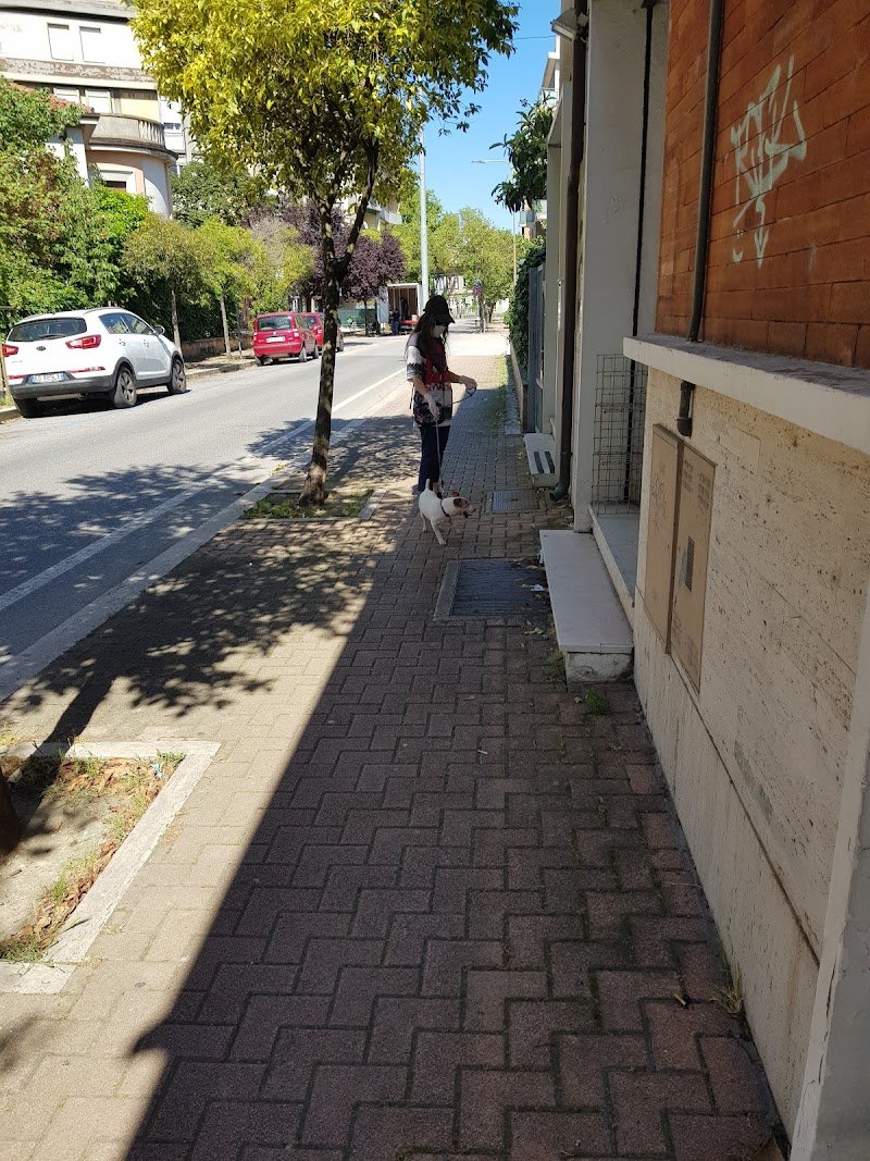 Elite Toelettatura Di Carella Vincenzo - Foto 6