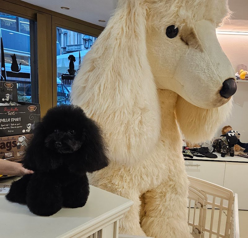 Era Love - Toelettatura e Allevamento Only Poodle - Foto 1