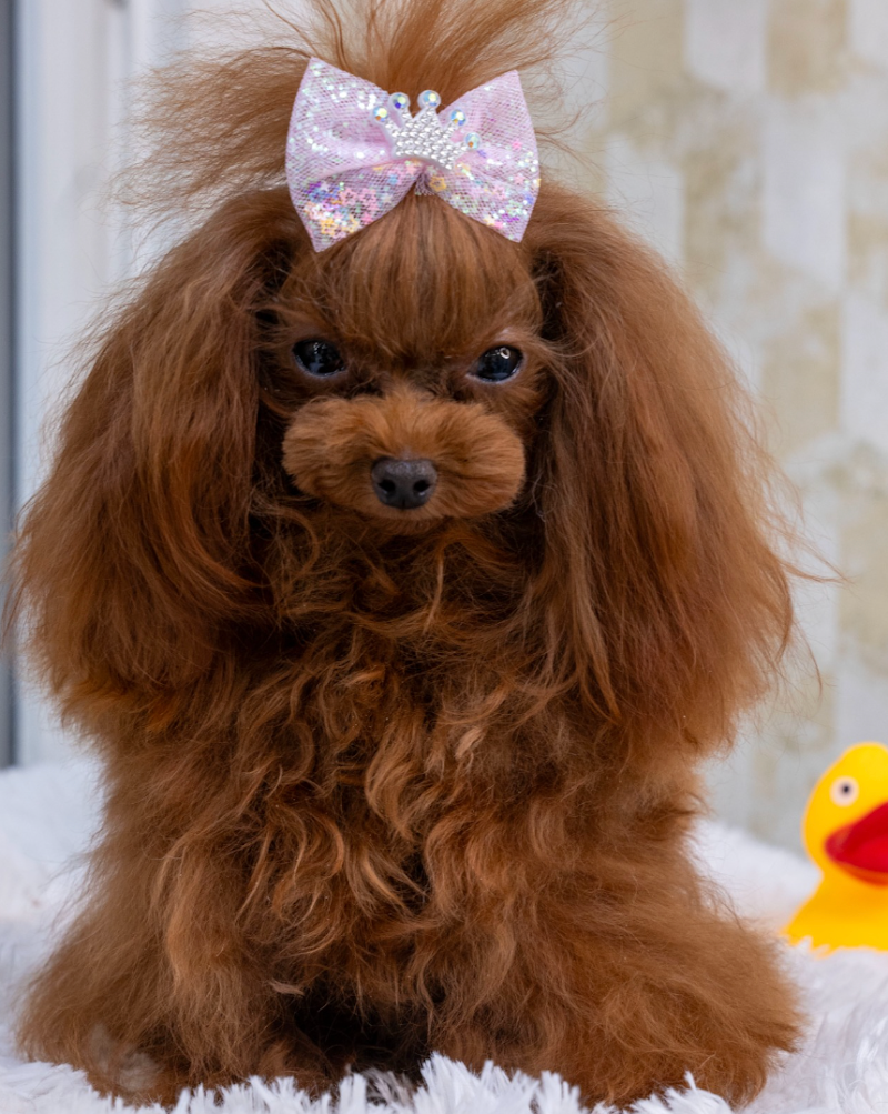 Era Love - Toelettatura e Allevamento Only Poodle - Foto 2