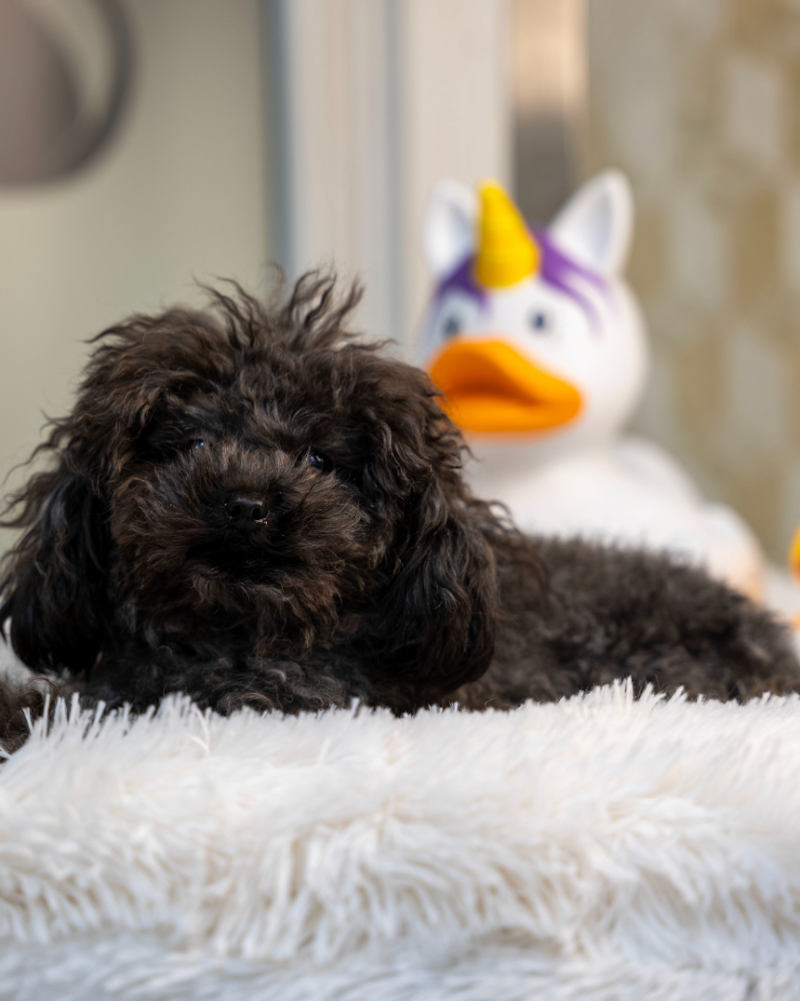 Era Love - Toelettatura e Allevamento Only Poodle - Foto 3