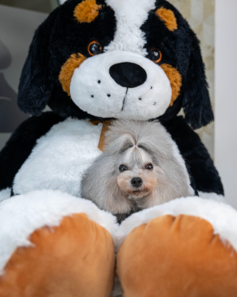 Era Love - Toelettatura e Allevamento Only Poodle - Foto 4