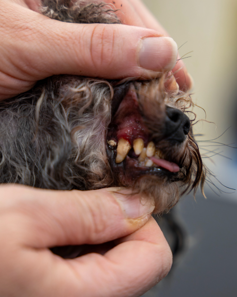 Era Love - Toelettatura e Allevamento Only Poodle - Foto 5