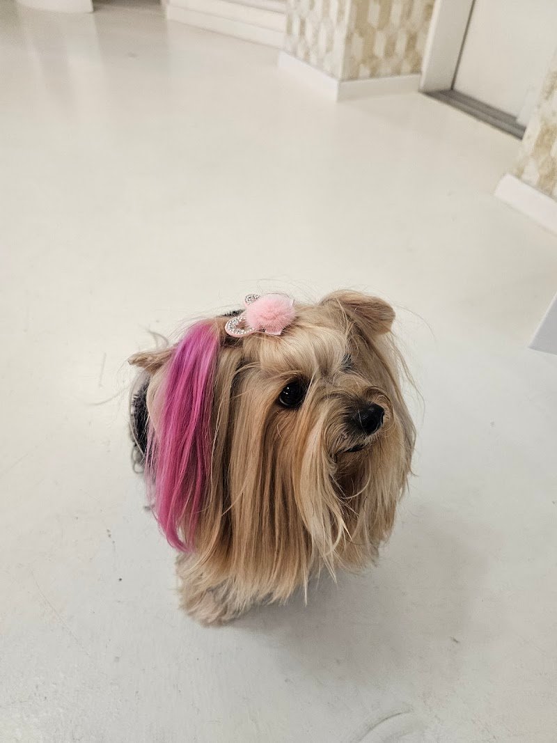 Era Love - Toelettatura e Allevamento Only Poodle - Foto 6