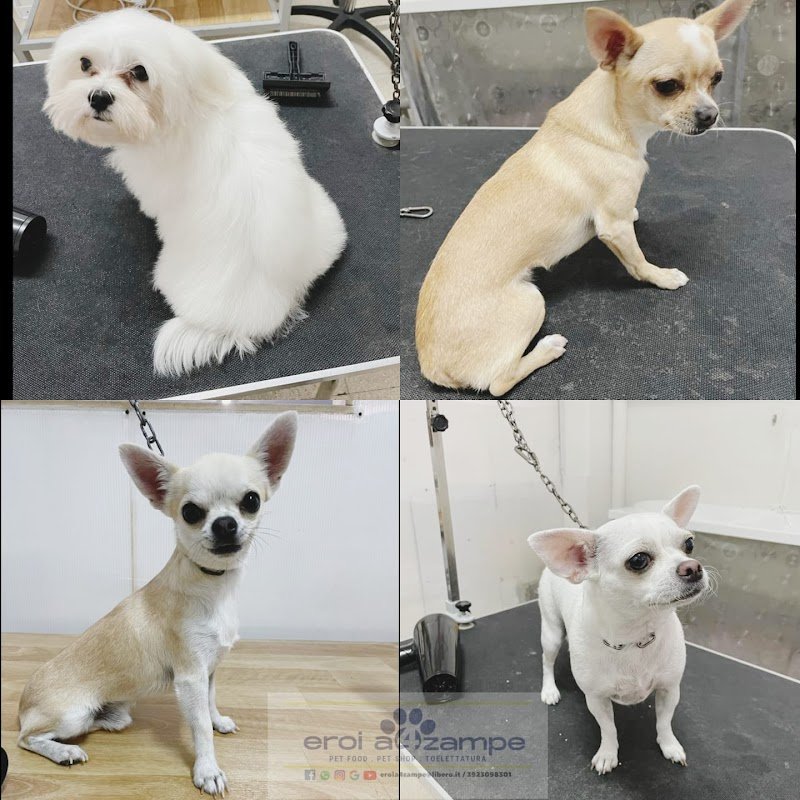 EROI A 4 ZAMPE di Sandra Costantini - Foto 3