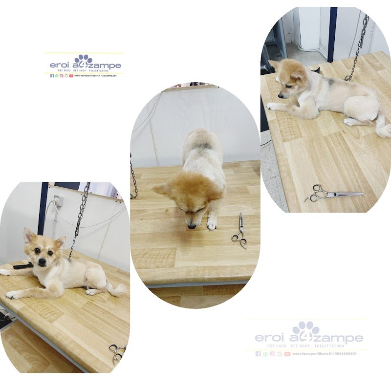 EROI A 4 ZAMPE di Sandra Costantini - Foto 4