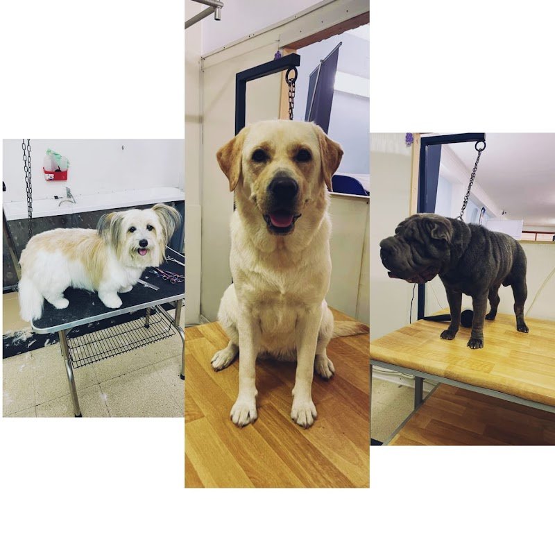 EROI A 4 ZAMPE di Sandra Costantini - Foto 6