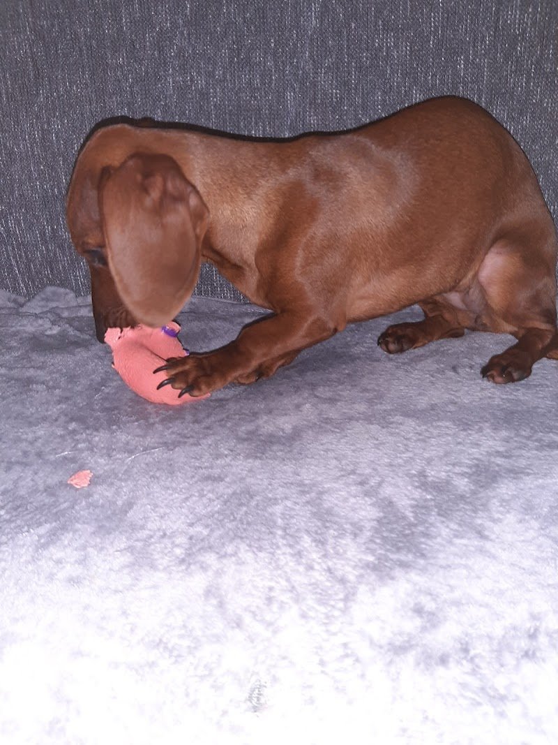 Estetica Del Cane Di Grasso Giuseppe - Foto 1