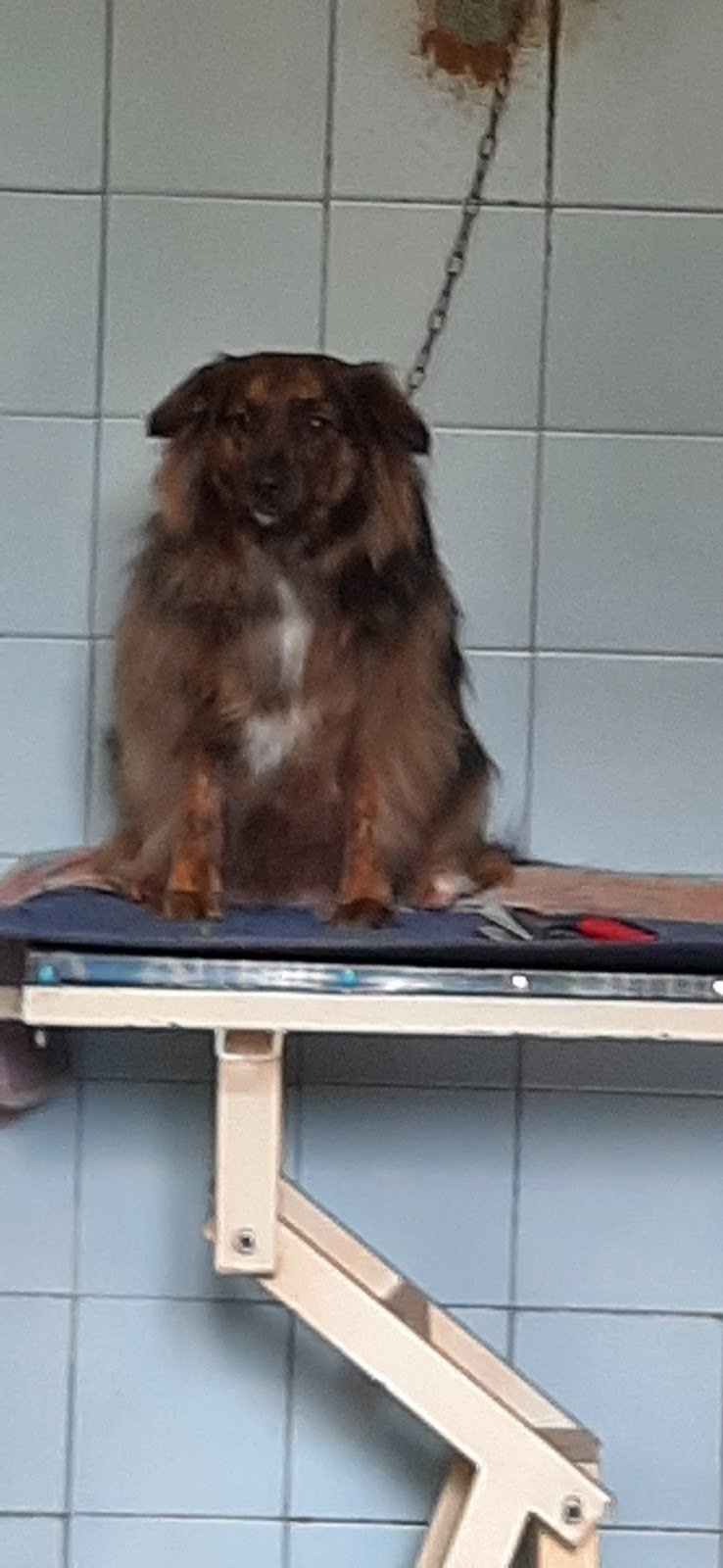 Estetica Del Cane Di Grasso Giuseppe - Foto 2