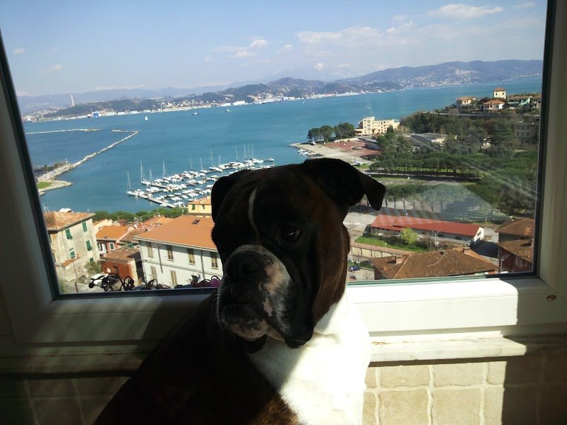 Estetica Del Cane Di Grasso Giuseppe - Foto 3