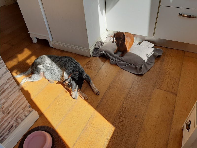 Estetica Del Cane Di Grasso Giuseppe - Foto 4