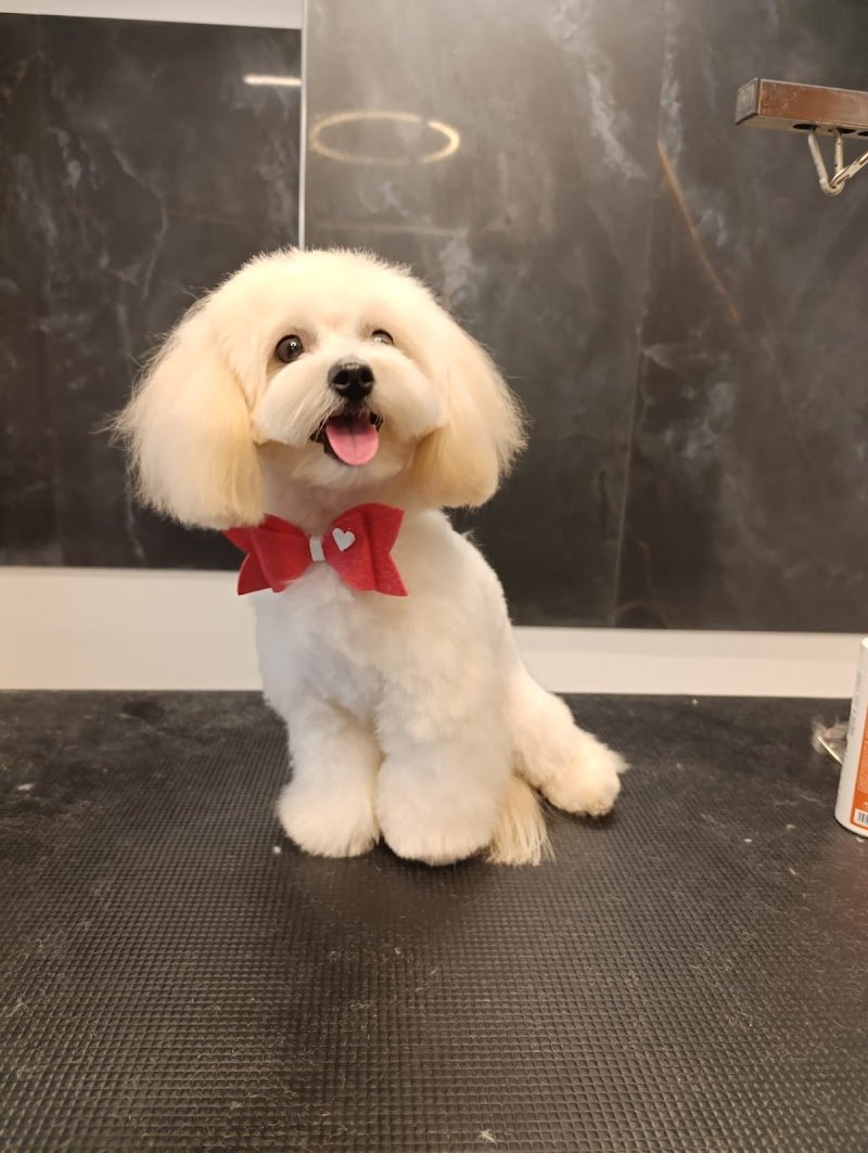 Ethos un mondo a 4 zampe Dog Spa - Foto 1