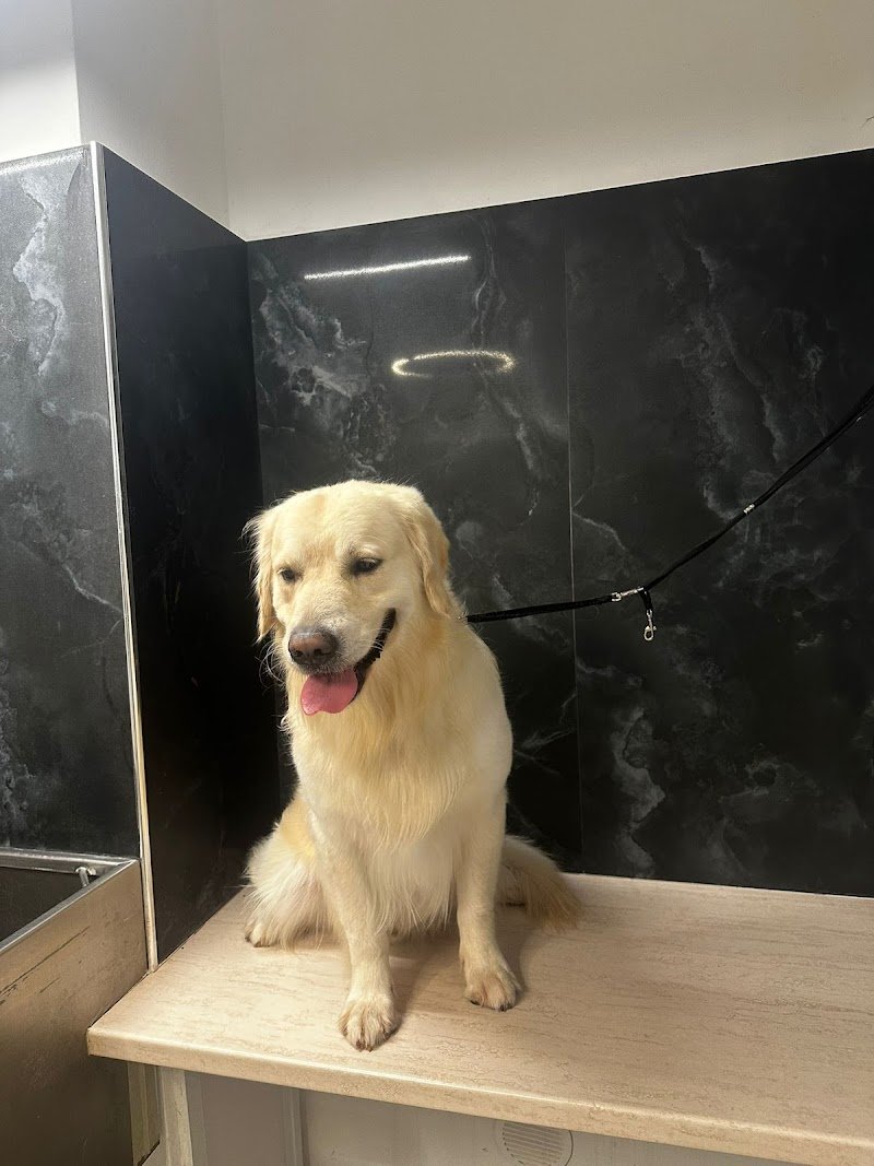 Ethos un mondo a 4 zampe Dog Spa - Foto 3