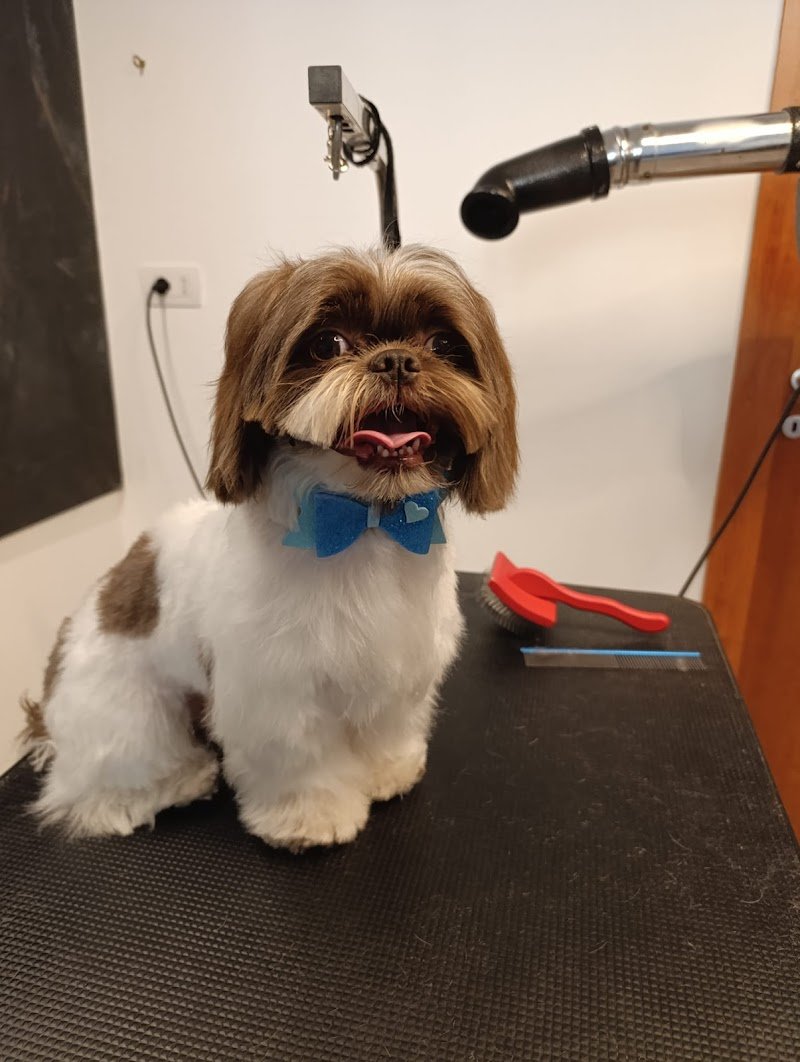 Ethos un mondo a 4 zampe Dog Spa - Foto 5