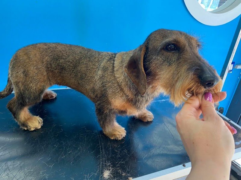 evopet grooming & care - Foto 3