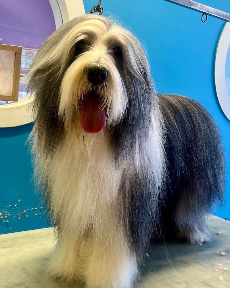 evopet grooming & care - Foto 4