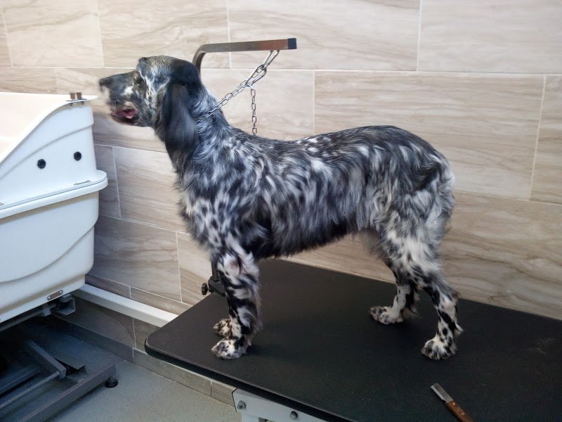 Exclusive Pet Store - Foto 2