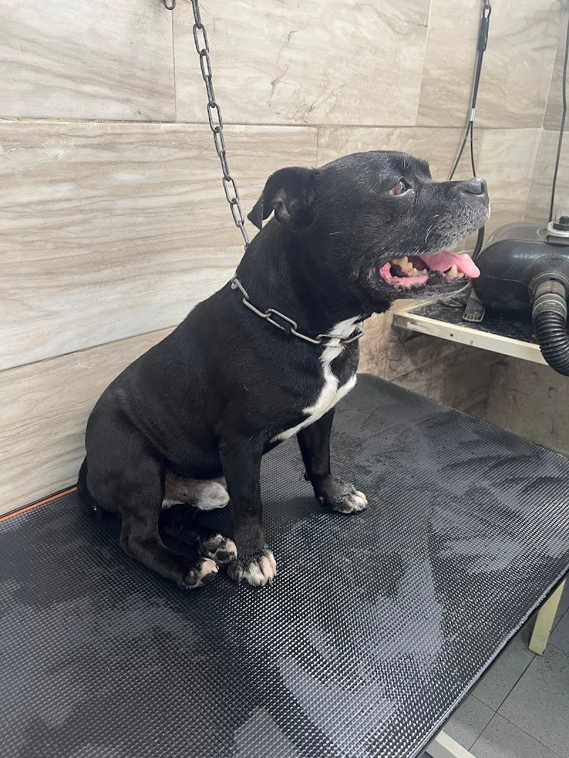 Exclusive Pet Store - Foto 3