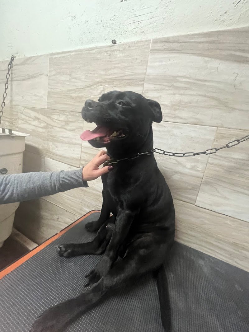 Exclusive Pet Store - Foto 5