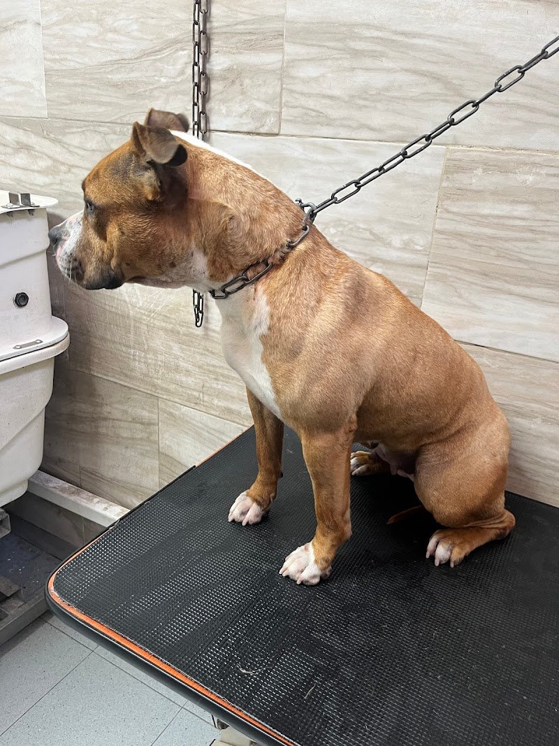 Exclusive Pet Store - Foto 6