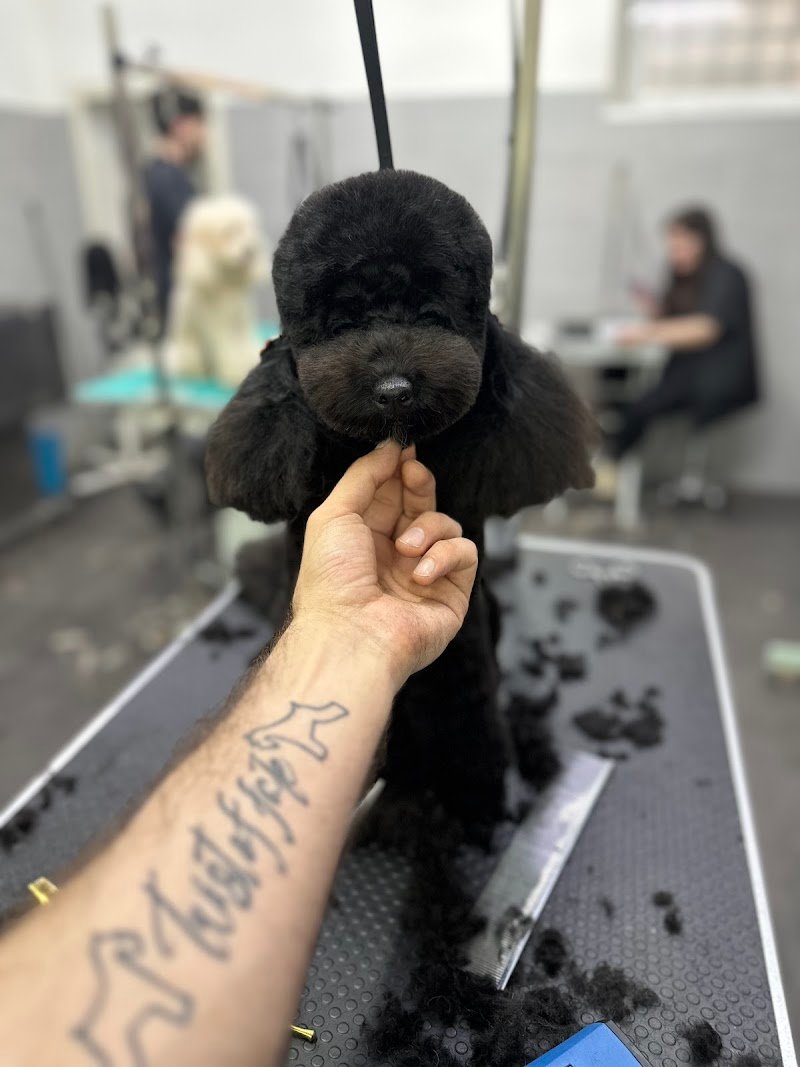 Fabio D'amato GROOMING CENTER - Foto 2