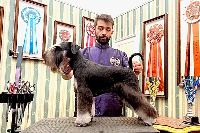 Fabio D'amato GROOMING CENTER - Foto 3