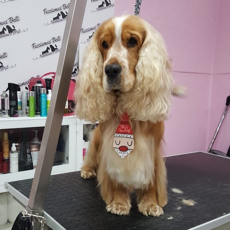 Facciamoci Belli - Foto 6