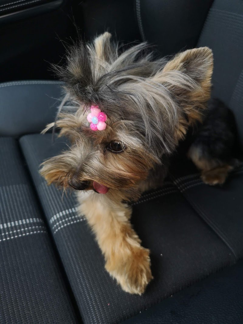 Fashion Dog & Cat di Lavina Musmeci - Foto 1