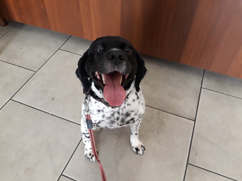 Fashion Dog & Cat di Lavina Musmeci - Foto 2