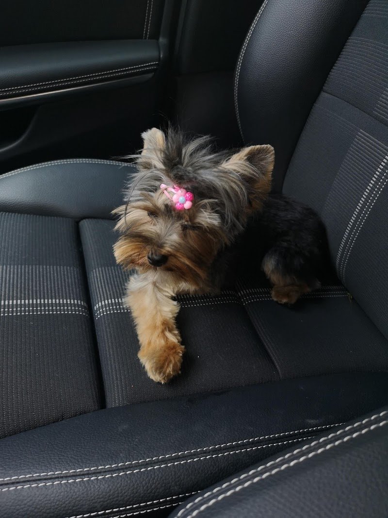 Fashion Dog & Cat di Lavina Musmeci - Foto 3