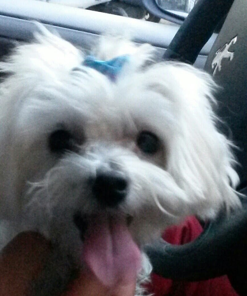 Fashion Dog & Cat di Lavina Musmeci - Foto 4