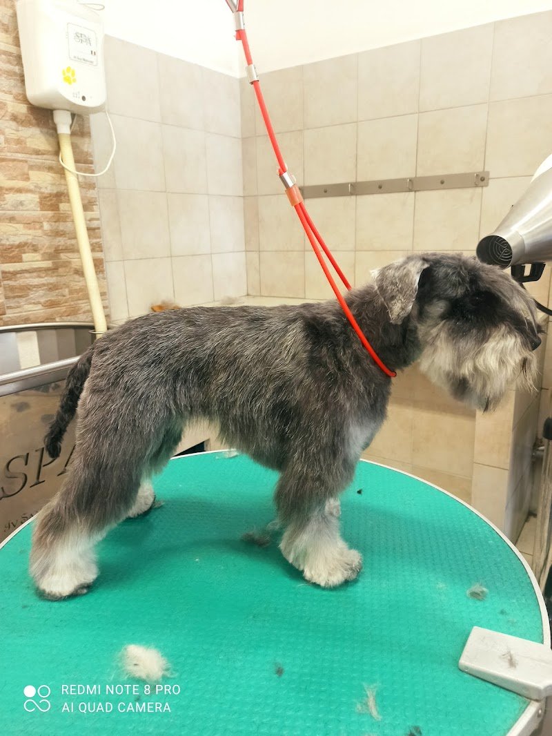 Fashion Dog & Cat di Lavina Musmeci - Foto 5