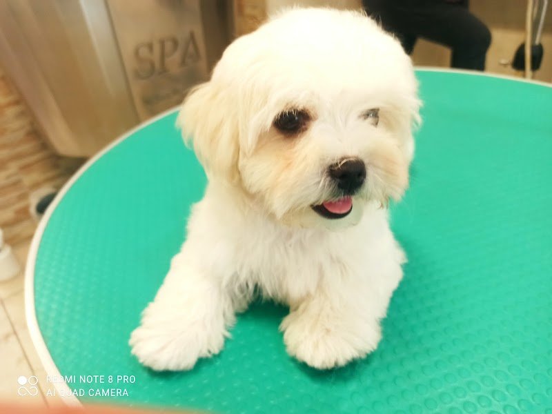 Fashion Dog & Cat di Lavina Musmeci - Foto 6