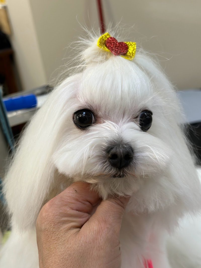 Fashion Dog di Irene Defendenti Toelettatura - Foto 1