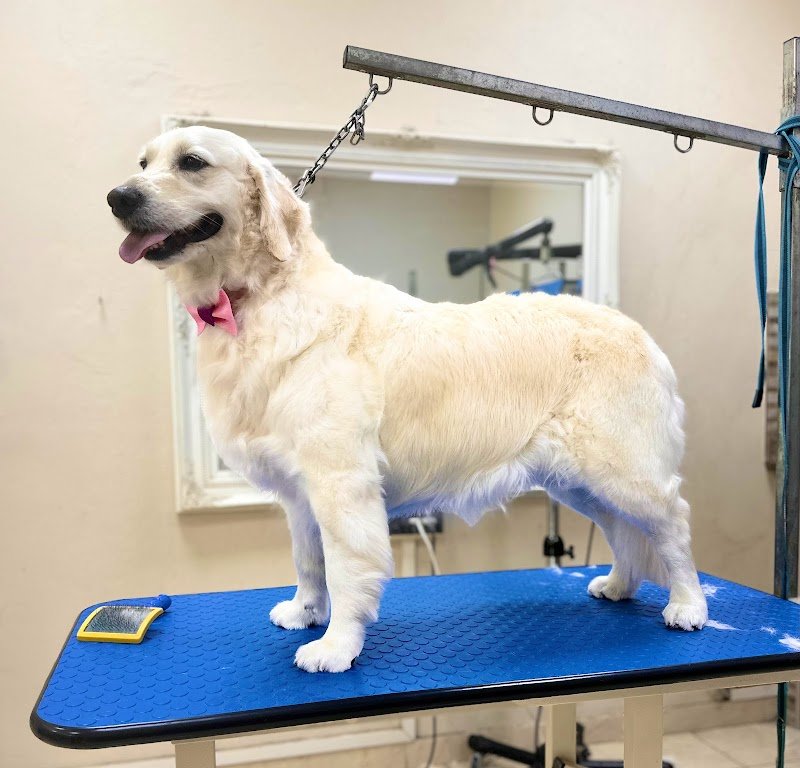 Fashion Dog di Irene Defendenti Toelettatura - Foto 2