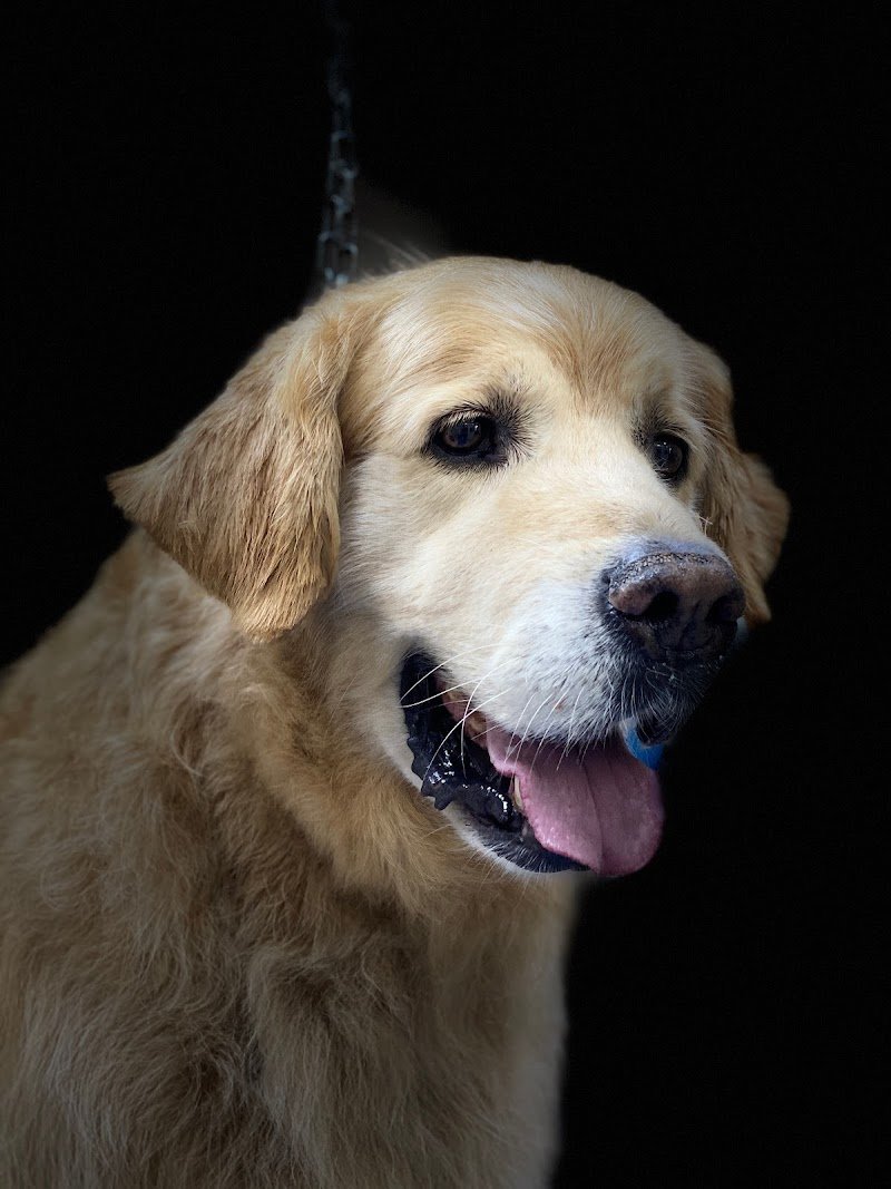 Fashion Dog di Irene Defendenti Toelettatura - Foto 3