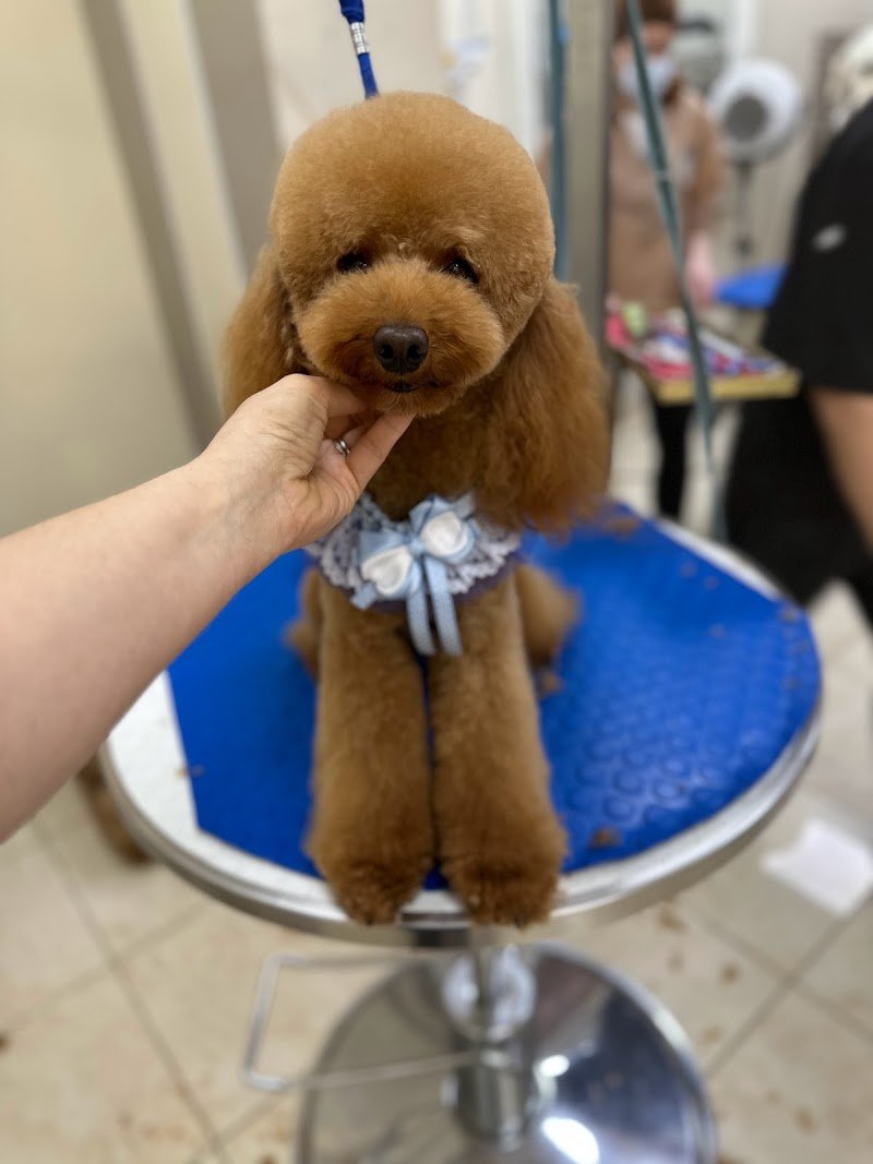 Fashion Dog di Irene Defendenti Toelettatura - Foto 4