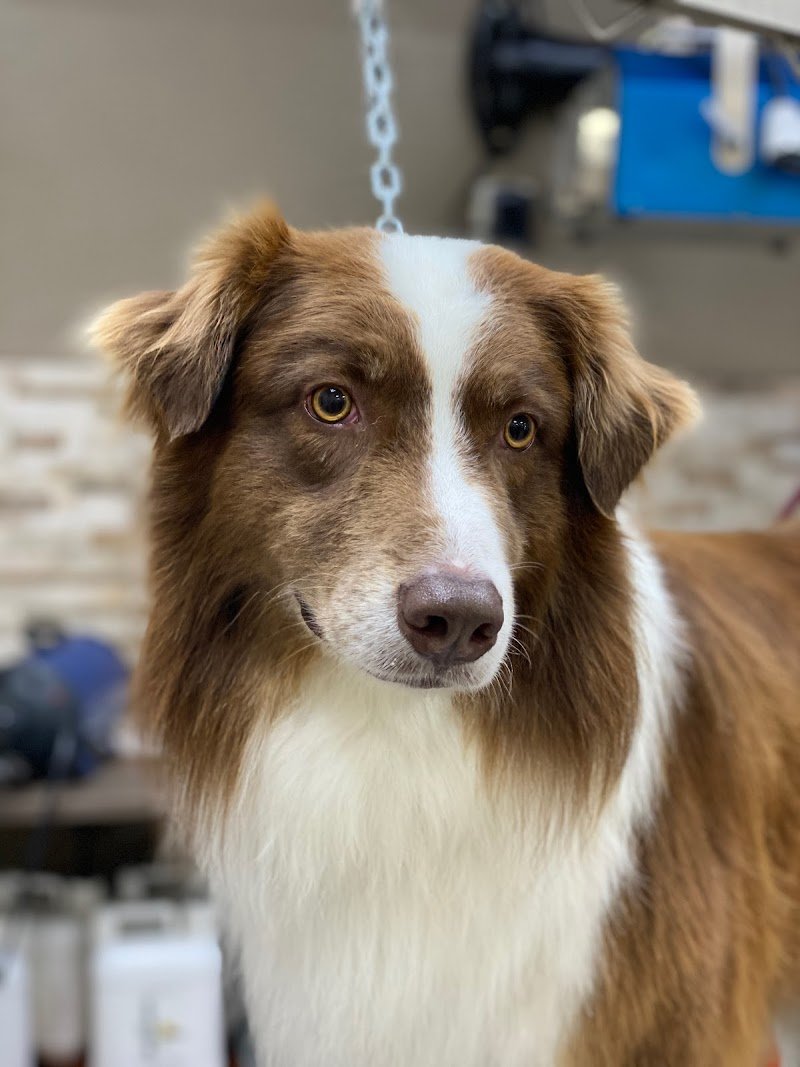 Fashion Dog di Irene Defendenti Toelettatura - Foto 5