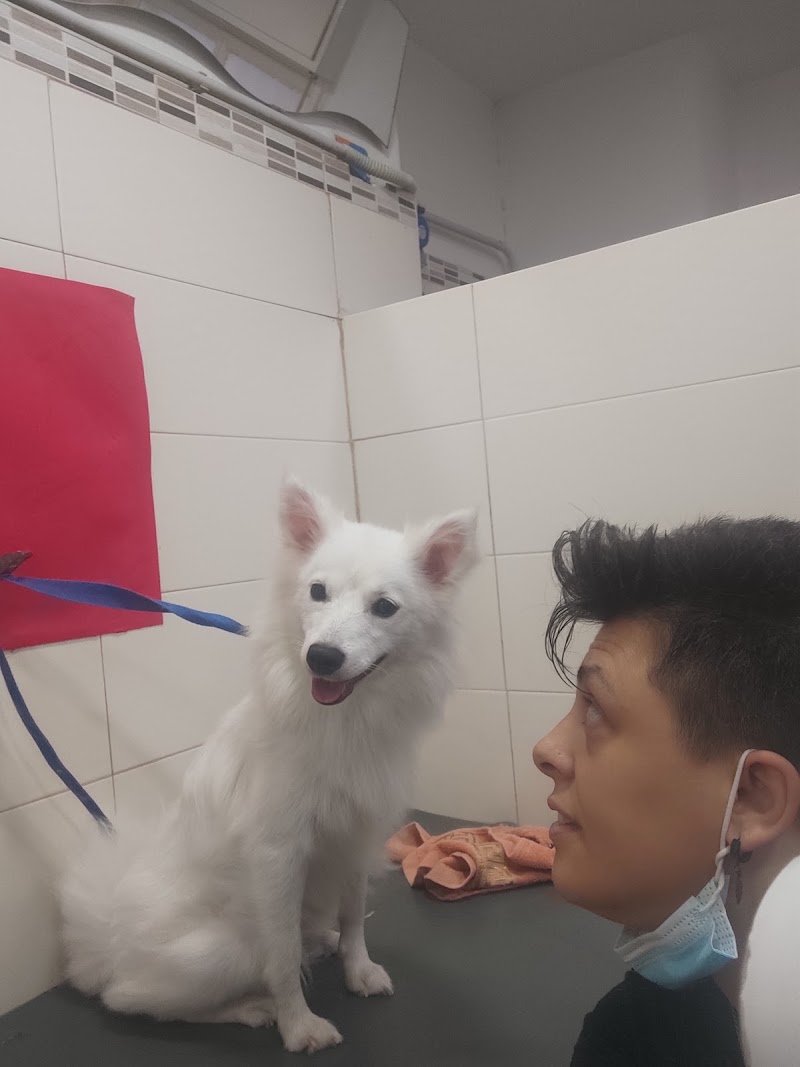 Fashion Dog di Tindara Frignano - Foto 3