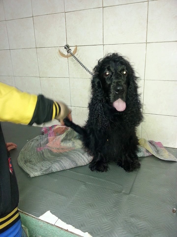 Fashion Dog di Tindara Frignano - Foto 4