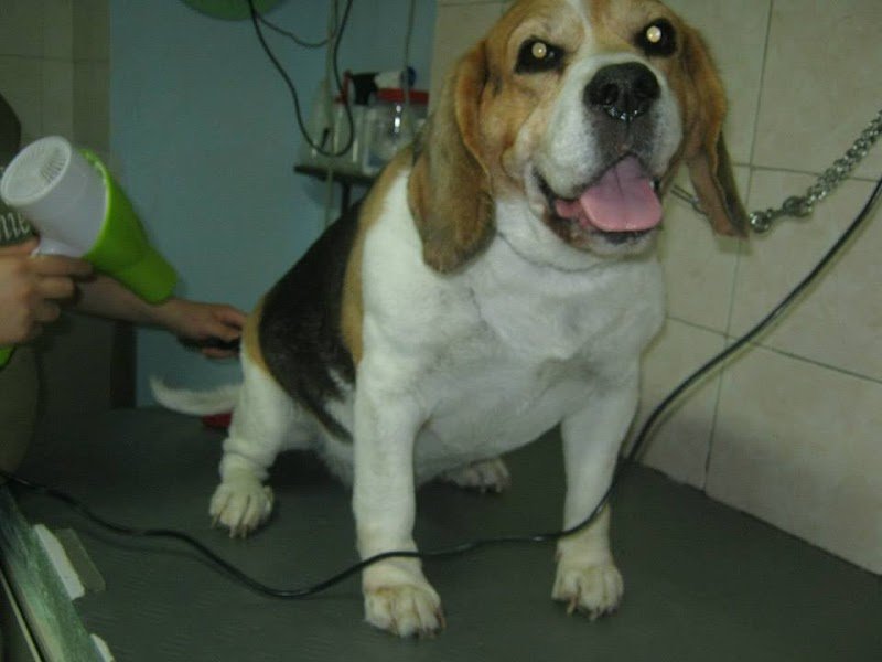 Fashion Dog di Tindara Frignano - Foto 5