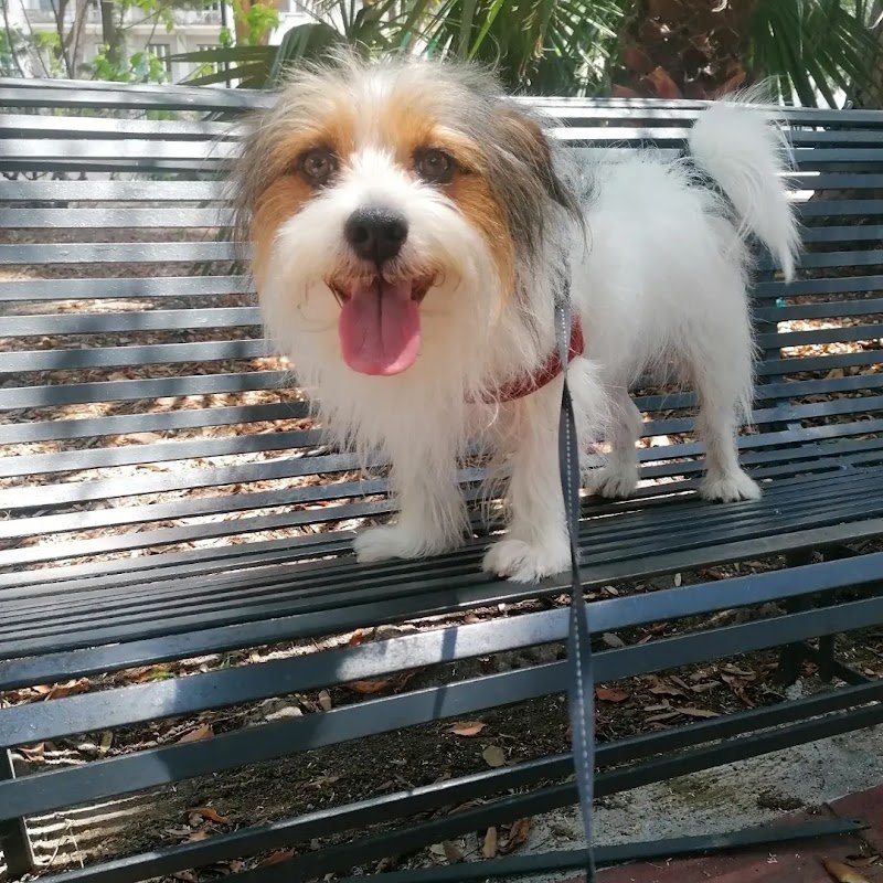 Fashion Dog di Tindara Frignano - Foto 6