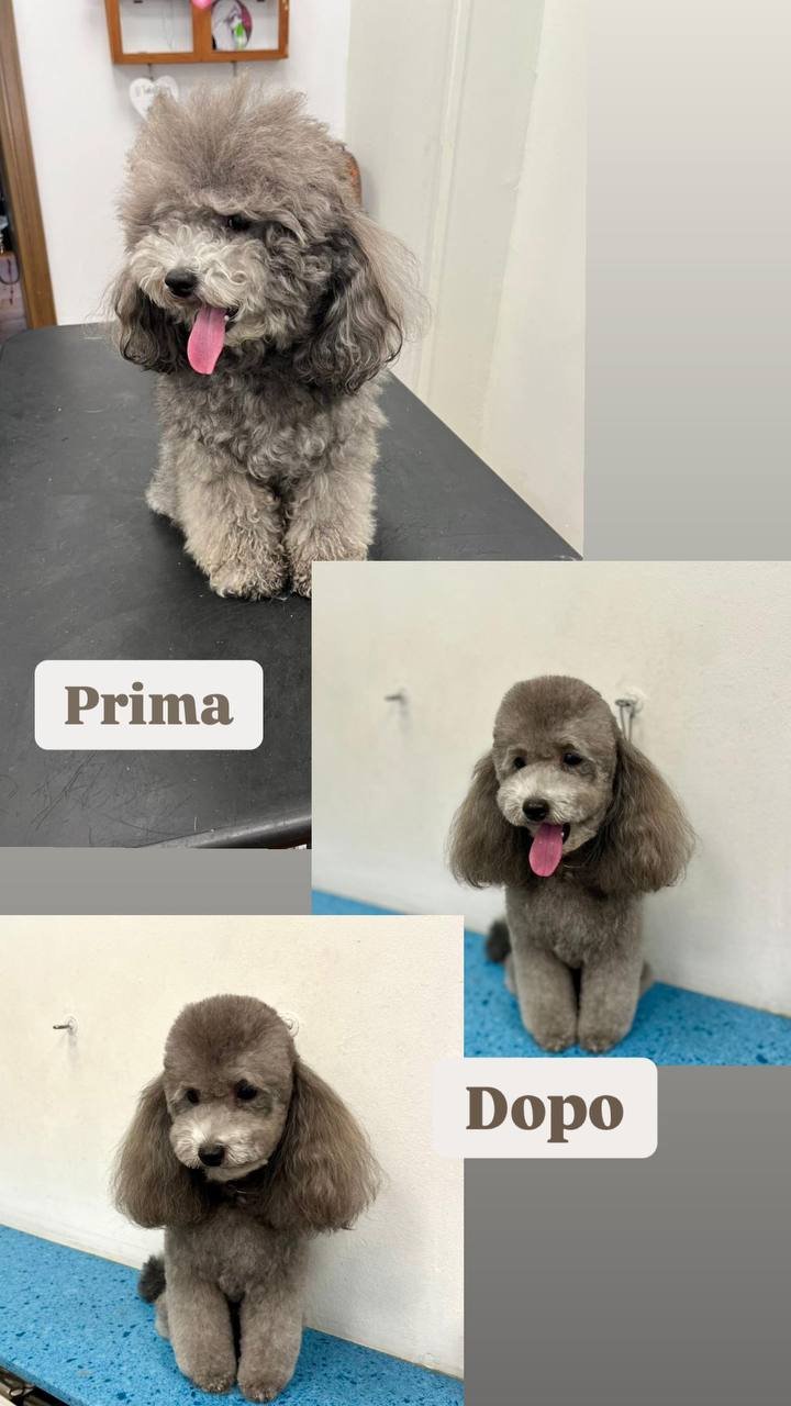 Fashion Dog Ripamonti toelette per cani - Foto 3