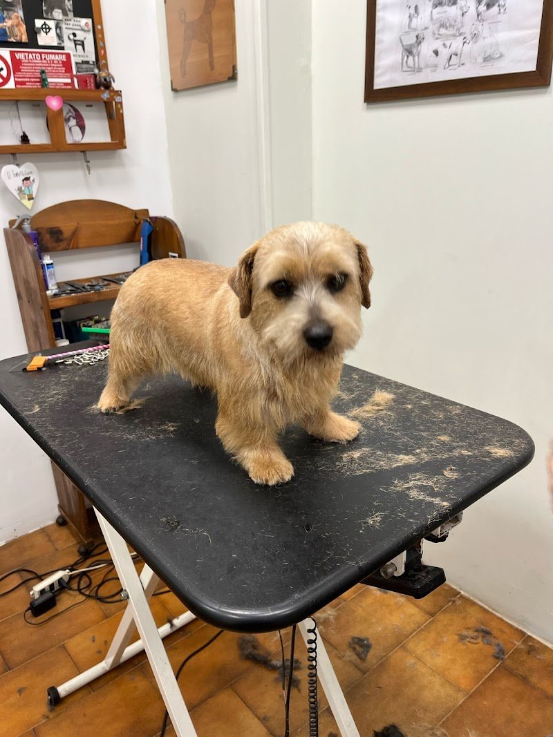 Fashion Dog Ripamonti toelette per cani - Foto 4