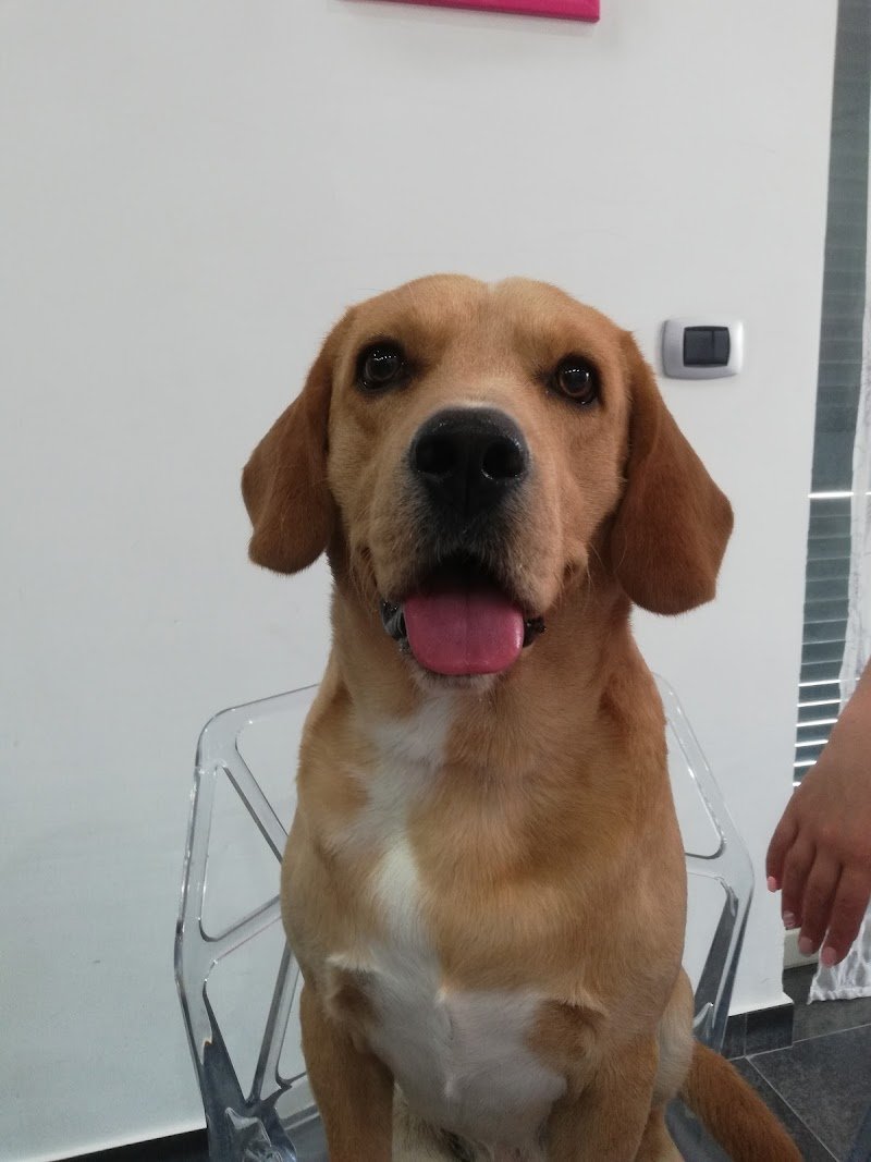 Fashion Vanity Spa Dog - Foto 4